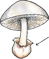 Illustration of volva