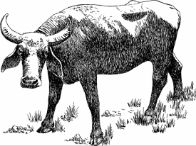 Illustration of water buffalo