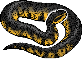 Illustration of water moccasin