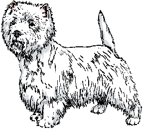 Illustration of <span class=syl>west highland white terrier</span>