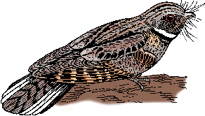 Illustration of whippoorwill
