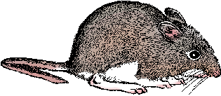 Illustration of white-footed mouse