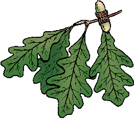 Illustration of white oak