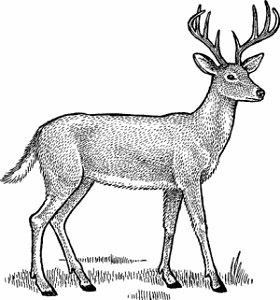 Illustration of white-tailed deer