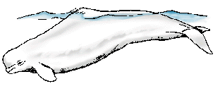 Illustration of white whale