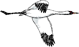 Illustration of whooping crane