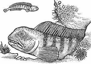 Illustration of wolffish