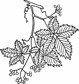 Illustration of woodbine
