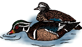 Illustration of wood duck