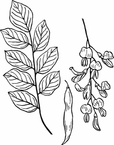 Illustration of yellowwood