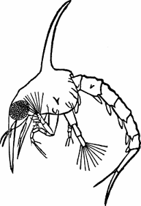Illustration of zoea